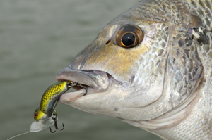 Halco Night Walker Nano